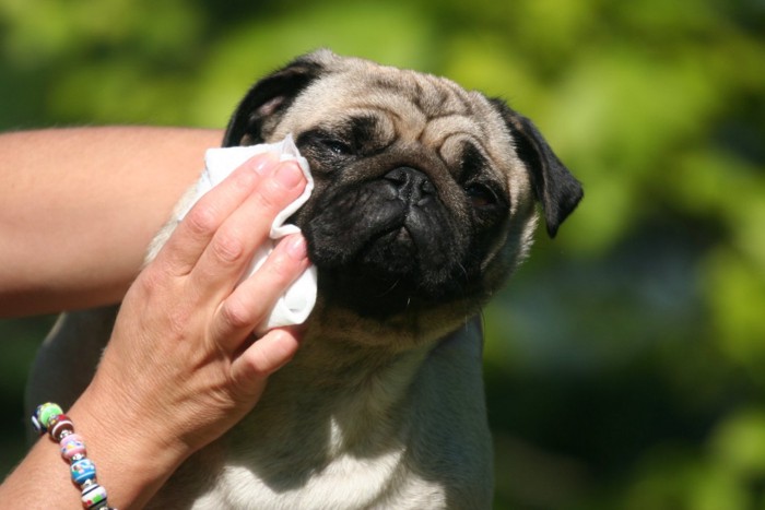 目を拭いてもらう犬