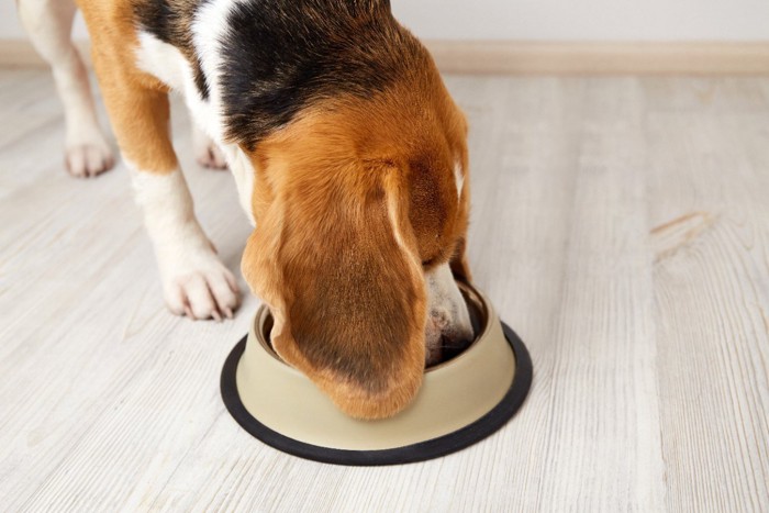 ドッグフードを食べる犬