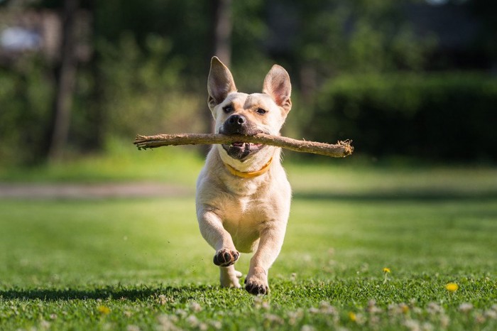 木を口にくわえて走る犬