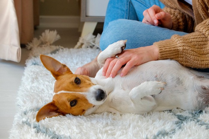 ヘソ天で甘える犬