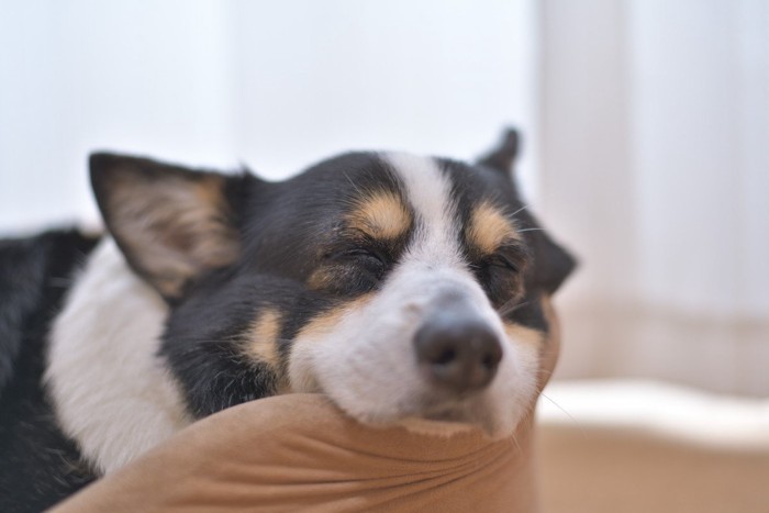 あごをのせて寝ている犬