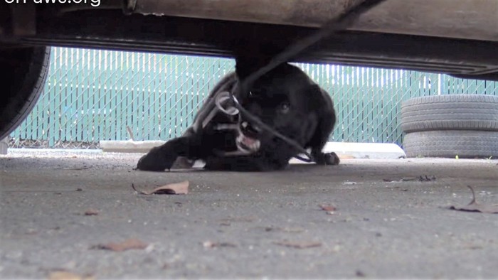 ワイヤリードにかみつく犬