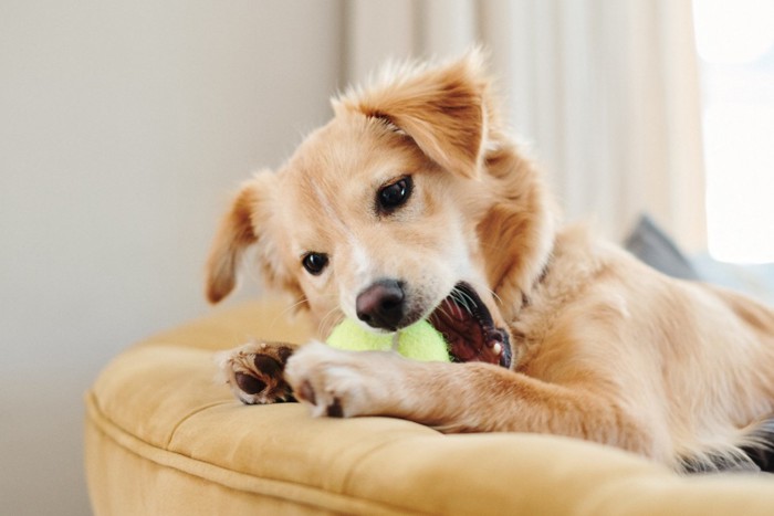 黄色いボールを噛む子犬