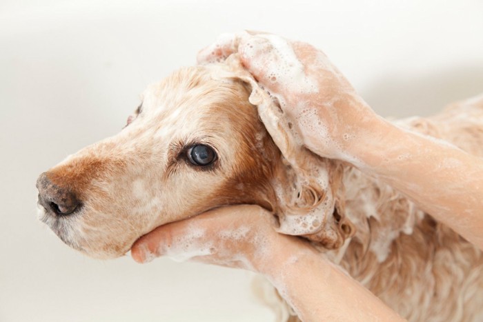 シャンプーで洗ってもらう犬