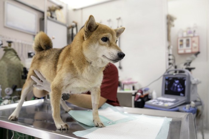 診察台の上の柴犬