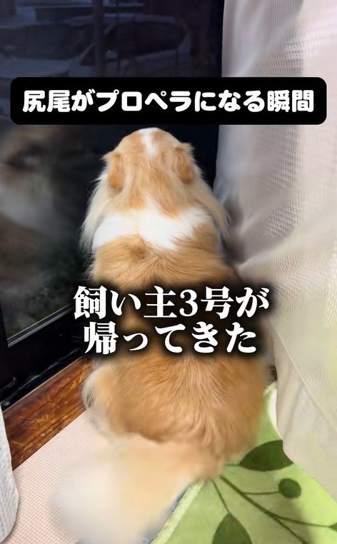 家族の帰宅を喜ぶひめちゃん