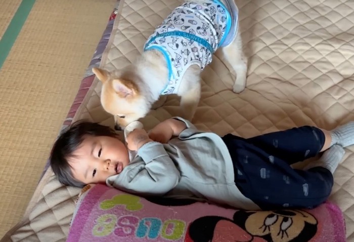 寝ている子の顔を嗅ぐ犬