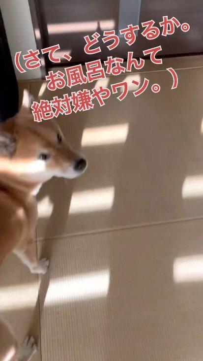 部屋の隅へ歩いていく犬