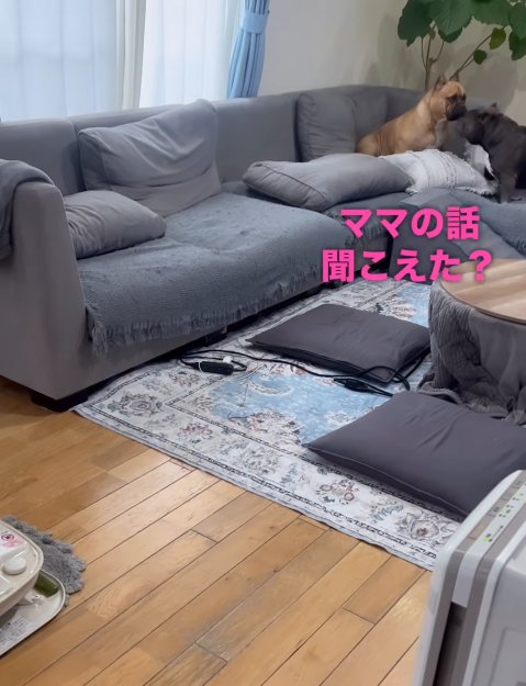 同居犬を呼びに行く中型犬