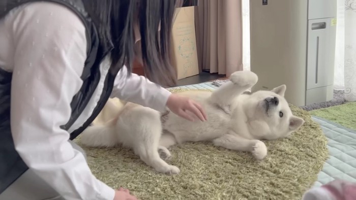 ヘソ天で甘えるあいちゃん