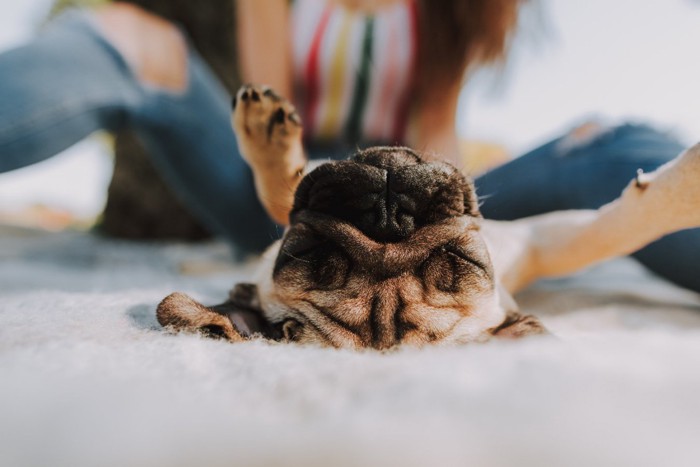 仰向けで寝る犬