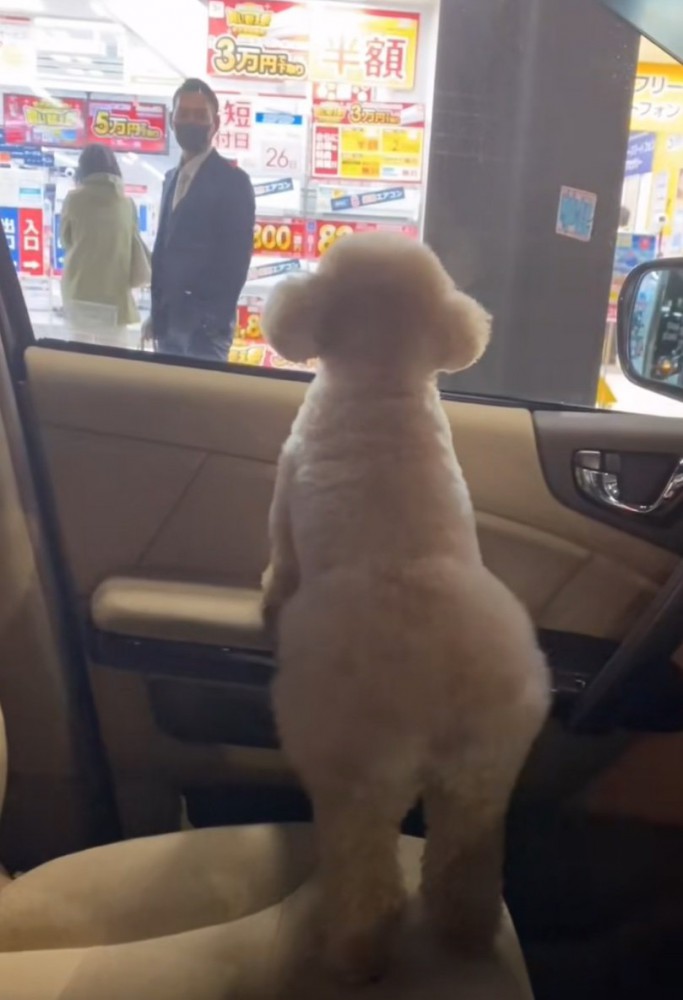 窓の外を見つめる犬