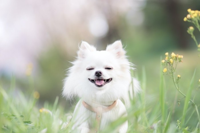 花畑で笑顔を見せるチワワ