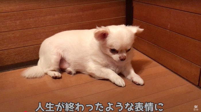 絶望する犬