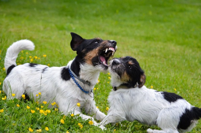 喧嘩をする2匹の犬