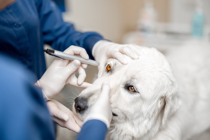 目の検査を受ける白い犬