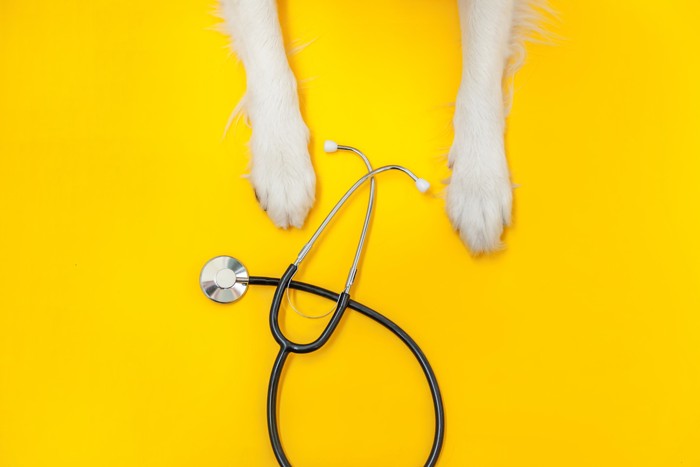 犬の前足と聴診器