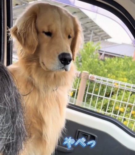 視線をそらす犬と修理中の人