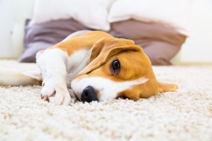 カーペットの上で寝転んでいるビーグル犬