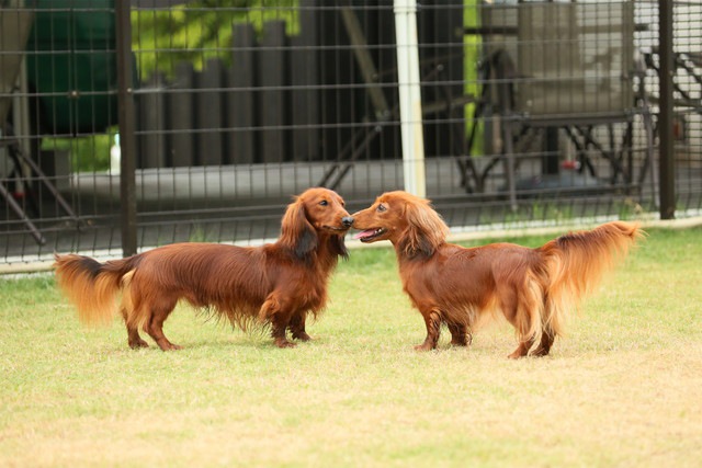 遊んでいる犬