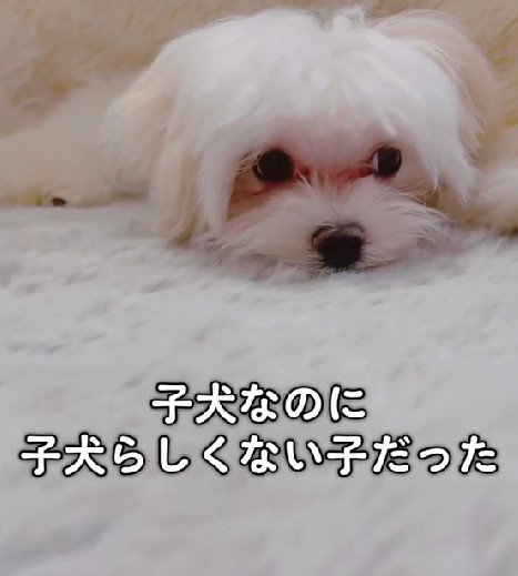いつのまにか連れて帰っていた…