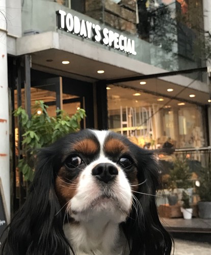 店の看板と犬