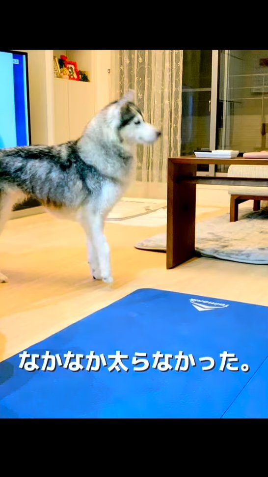 横向きで立つハスキー