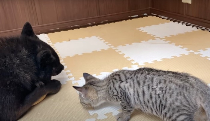 オモチャを噛む犬と狙う猫