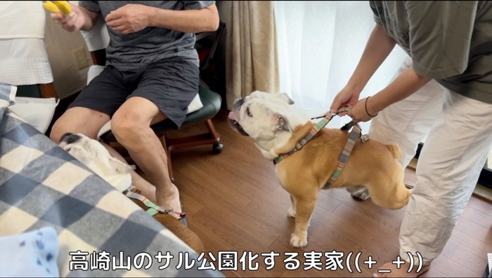 老人の持つバナナを見つめる2匹の犬