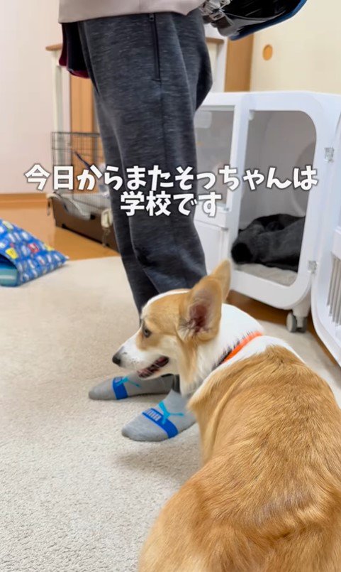 お兄ちゃんが学校に行った後のココちゃん＆ナッツちゃん3