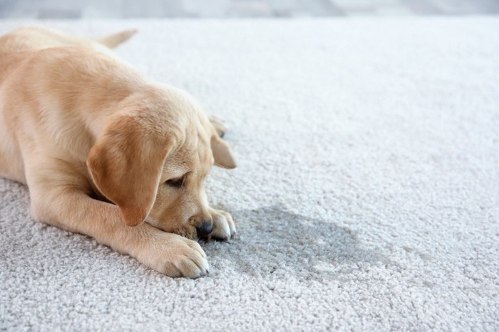 おしっこの臭いを嗅ぐ子犬