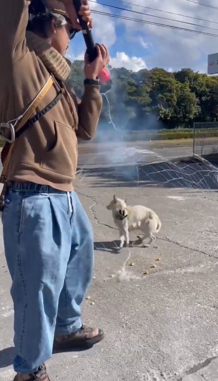 トラップから出たネットに包まれる犬