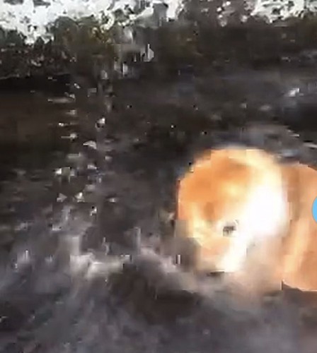 顔をブルブルする犬