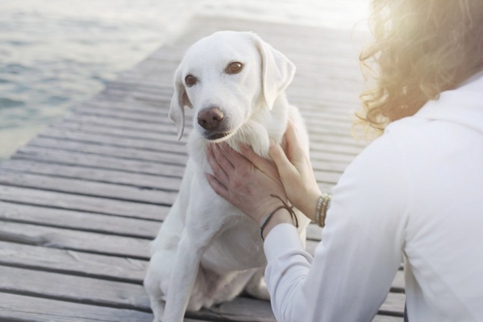 胸元をなでられる犬