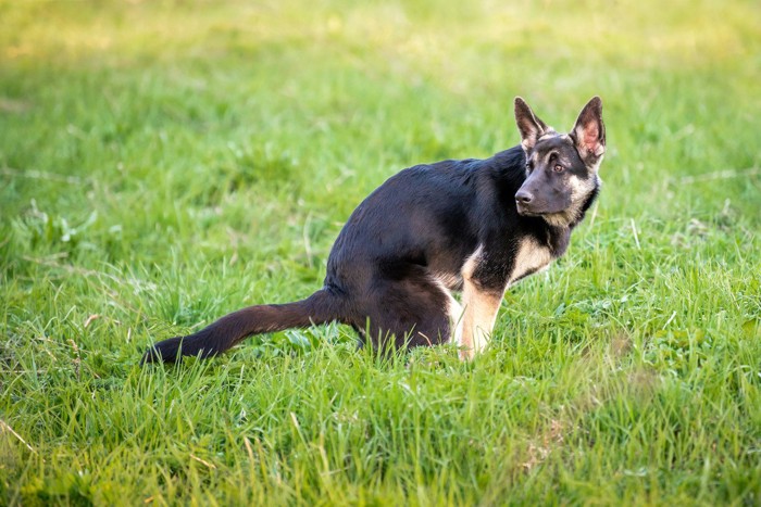 腰を落として周囲を伺う犬