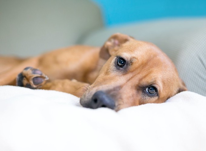 ベッドで横になってこちらをみる犬