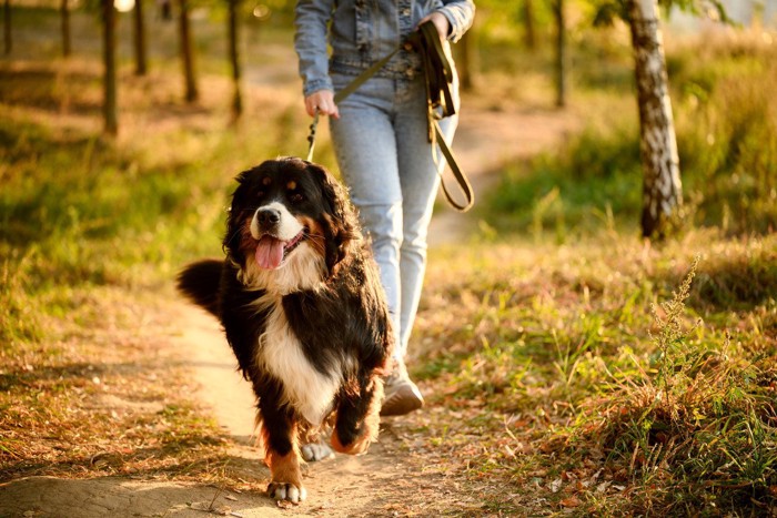 女性と散歩している犬