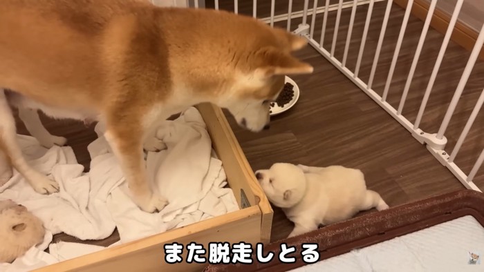 再び脱走!