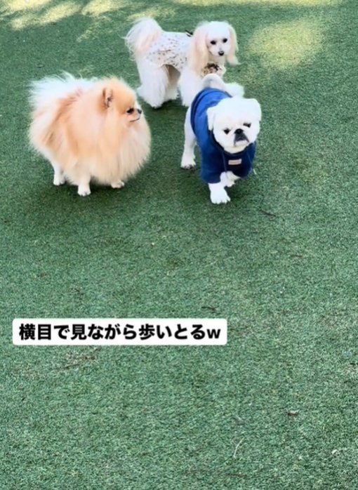 並んで歩く2匹の犬3