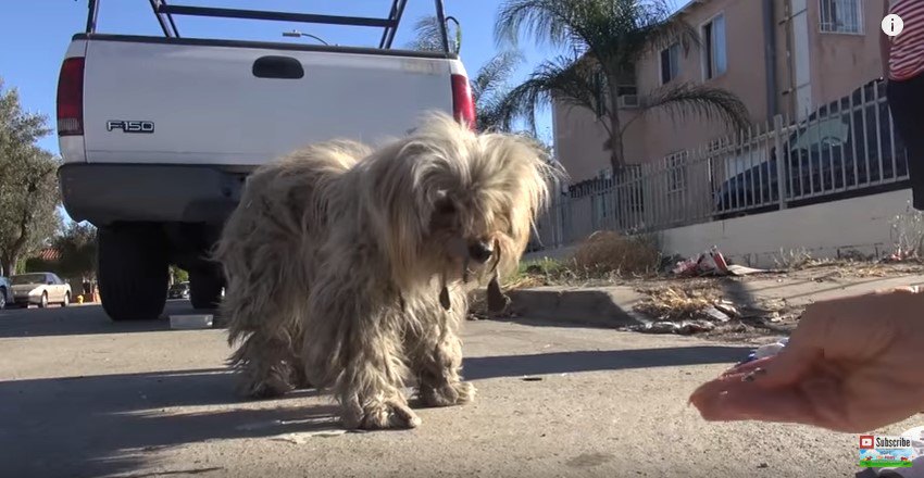 食べ物を見つめる犬