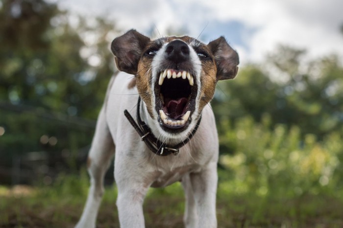 正面から威嚇する犬