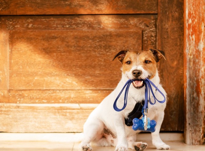 木のドアの前でリードをくわえる犬