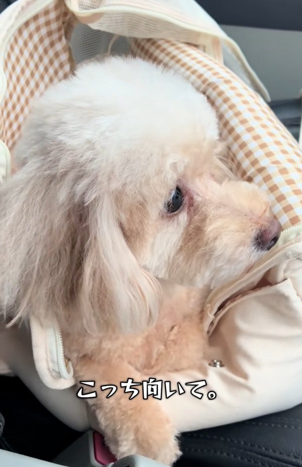 無視するモカちゃん