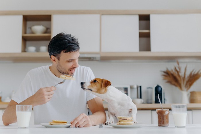 人の食事を欲しがる犬