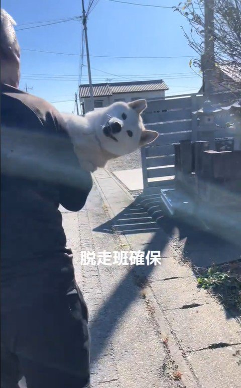 脱走後に確保された柴犬さん3