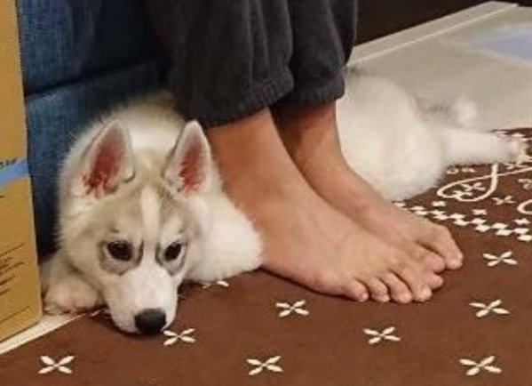 パピー