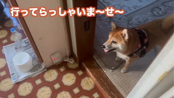 おばあちゃんの方を見る犬