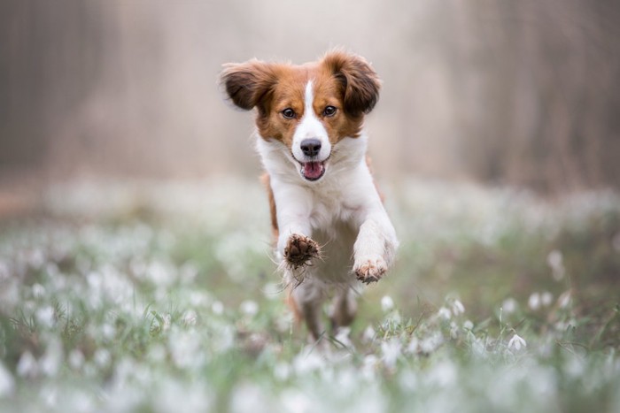 走る垂れ耳の犬