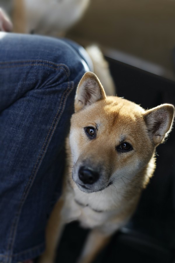 足元からこちらを見上げる柴犬