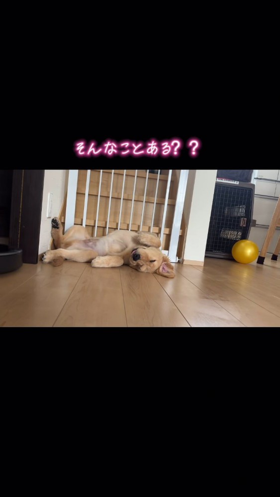 去っていくルンバ、寝ている犬